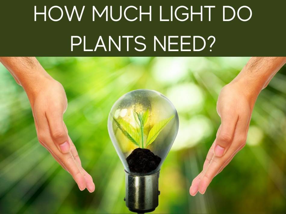 How Much Light Do Plants Need?