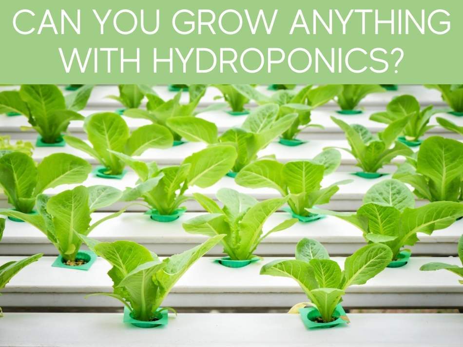 Can You Grow Anything With Hydroponics?