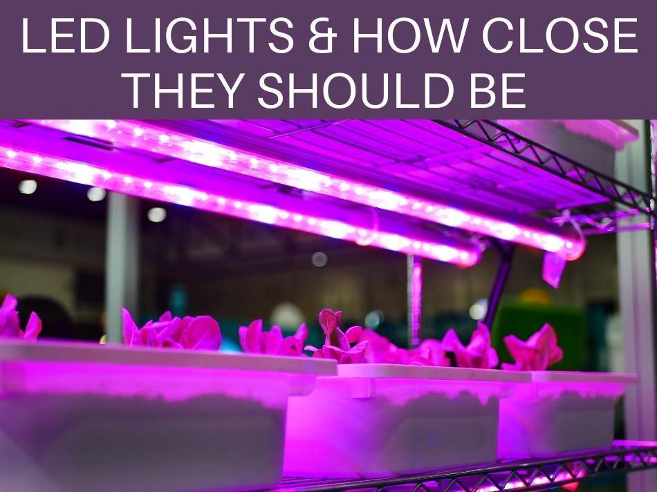 How Far Away Should LED Grow Lights Be From Plants