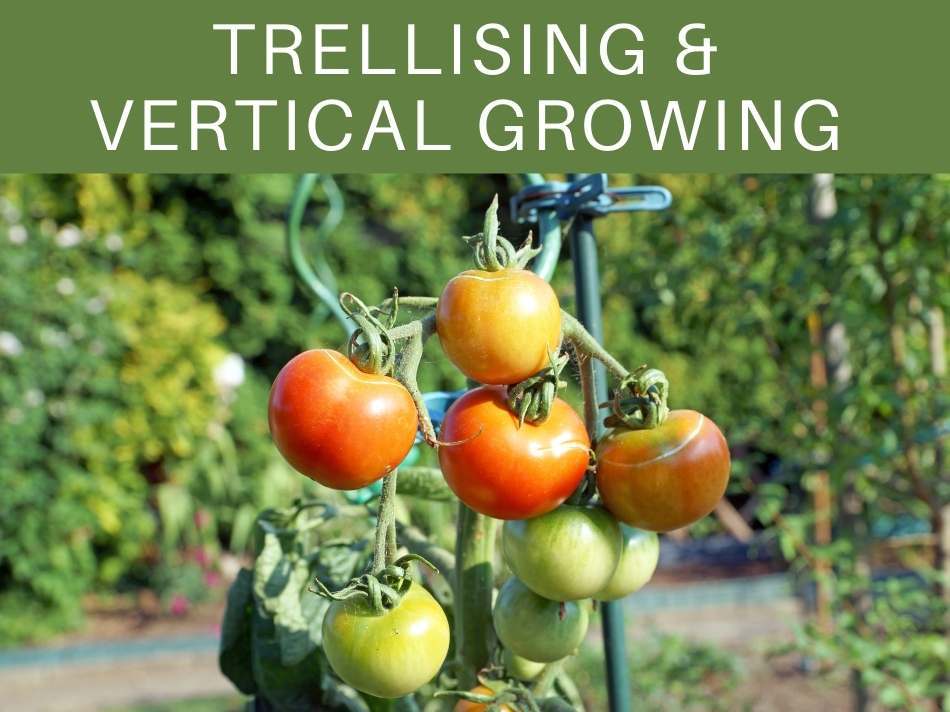 Trellising & Vertical Growing