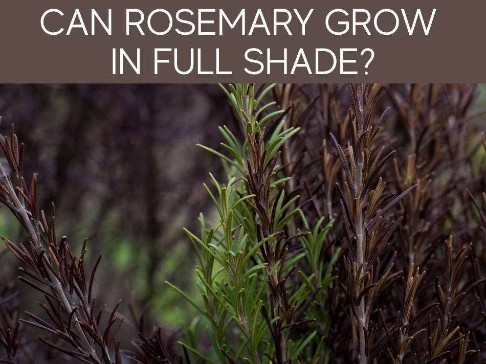 Can Rosemary Grow In Full Shade?