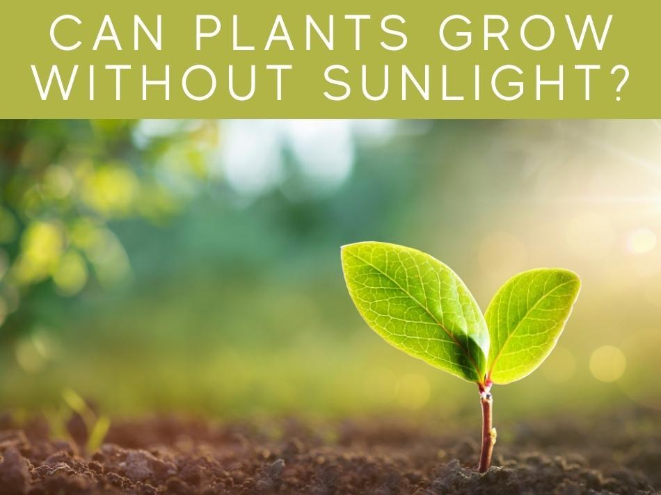 Can Plants Grow Without Sunlight?