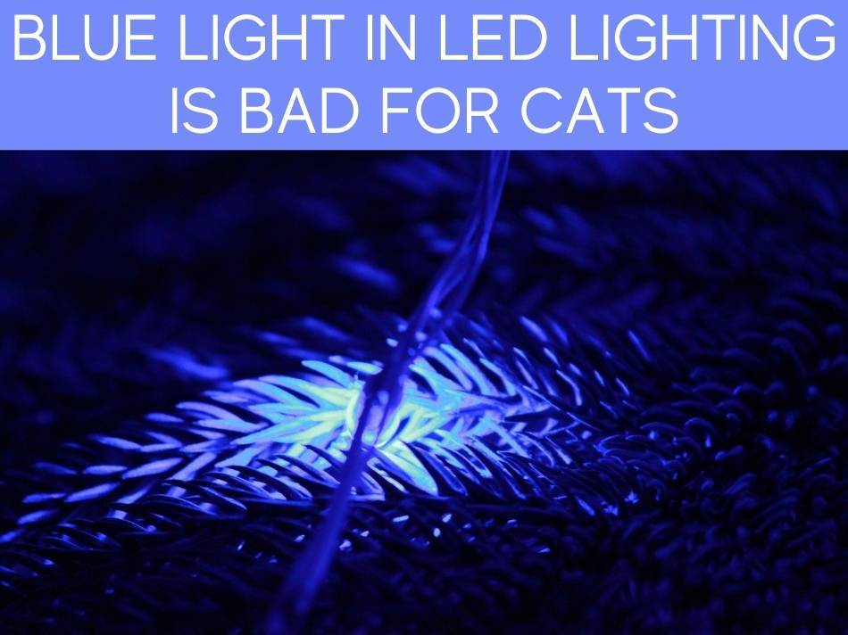 Blue Light In LED Lighting Is Bad For Cats