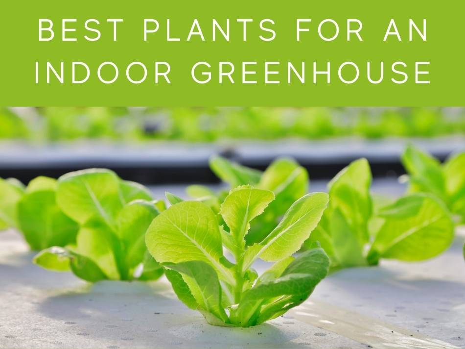 Best Plants For An Indoor Greenhouse
