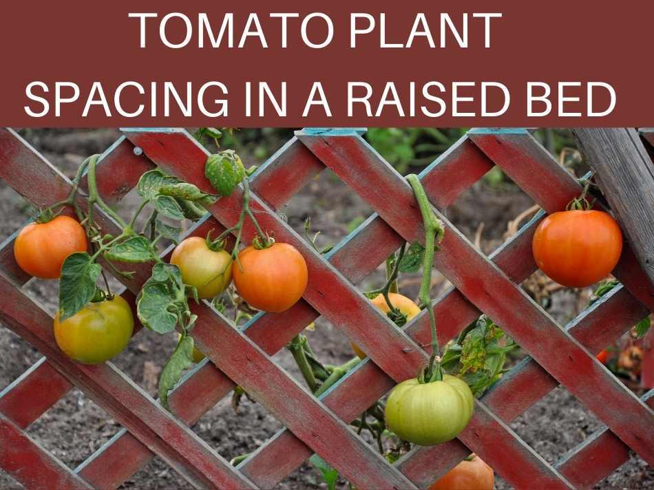 Tomato Plant Spacing In A Raised Bed