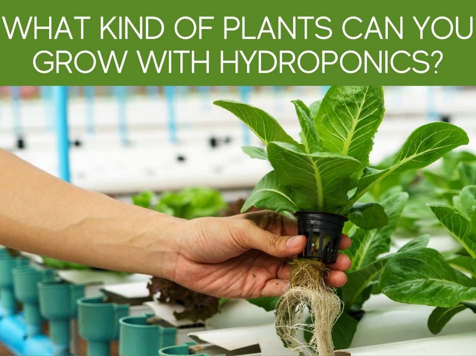 What Kind Of Plants Can You Grow With Hydroponics?