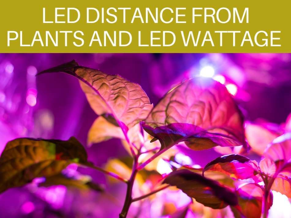 LED Distance From Plants And LED Wattage