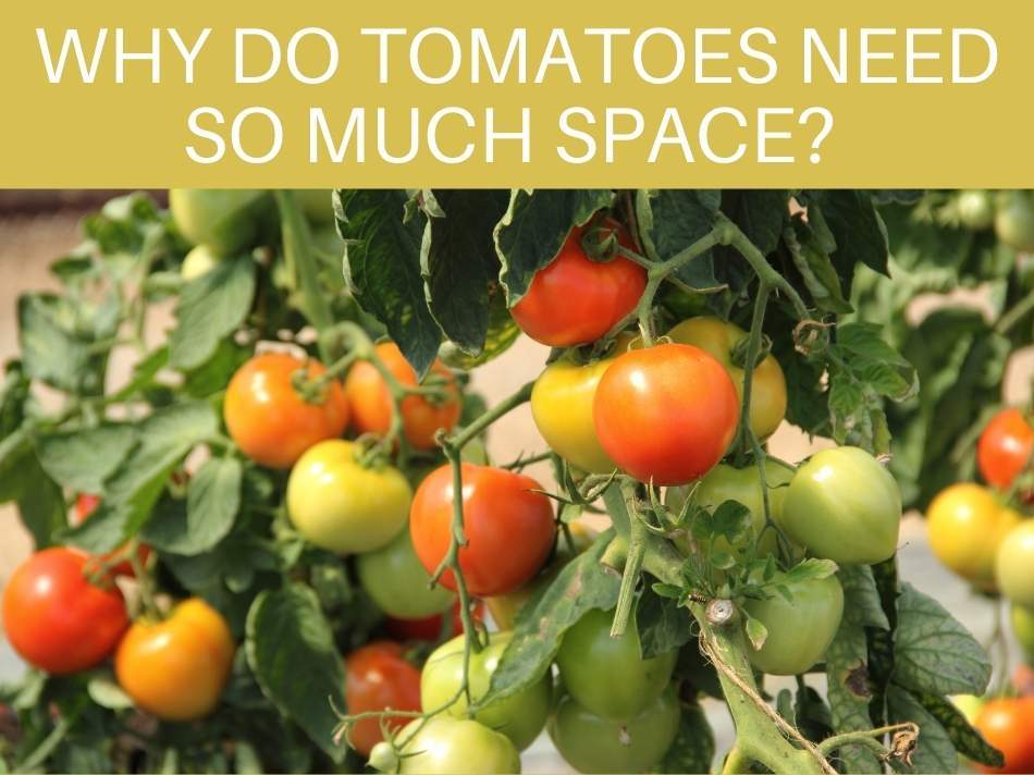 Why Do Tomatoes Need So Much Space?