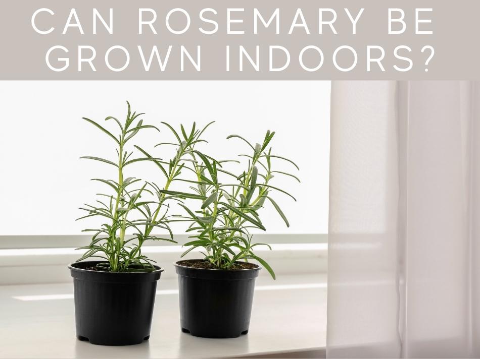 Can Rosemary Be Grown Indoors?