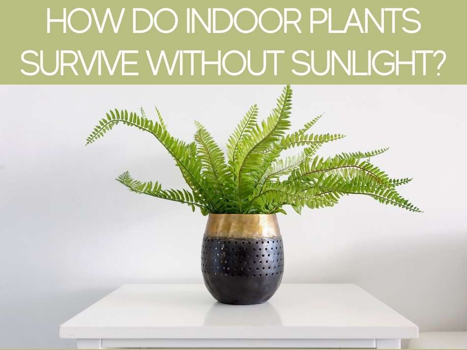 How Do Indoor Plants Survive Without Sunlight?