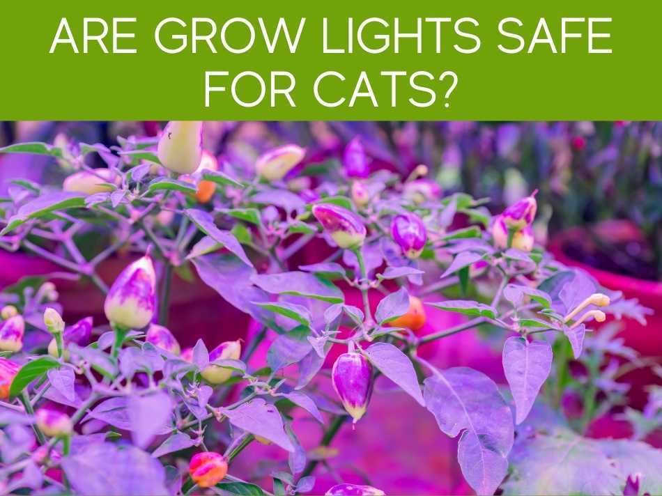 Are Grow Lights Safe For Cats?