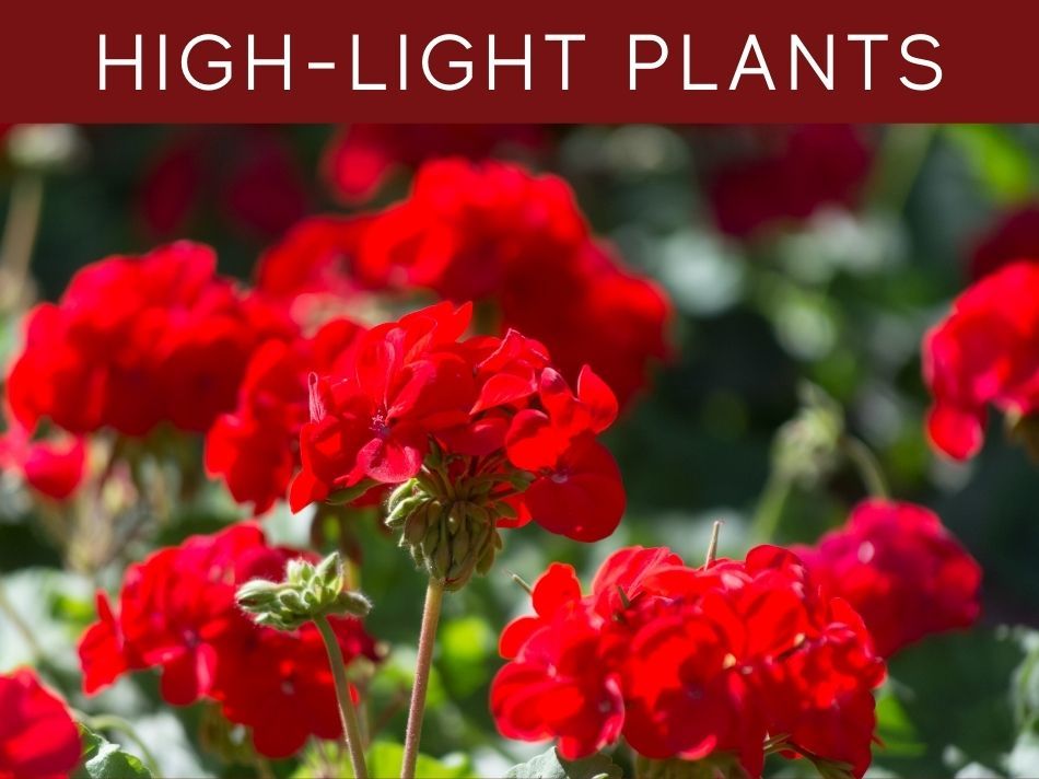High-Light Plants