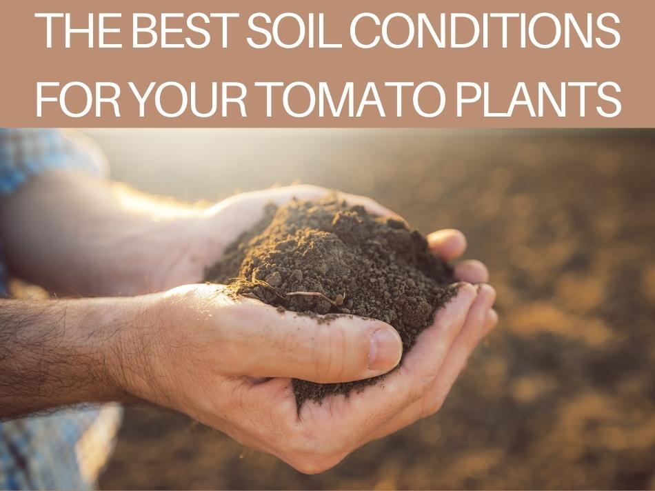 The Best Soil Conditions For Your Tomato Plants