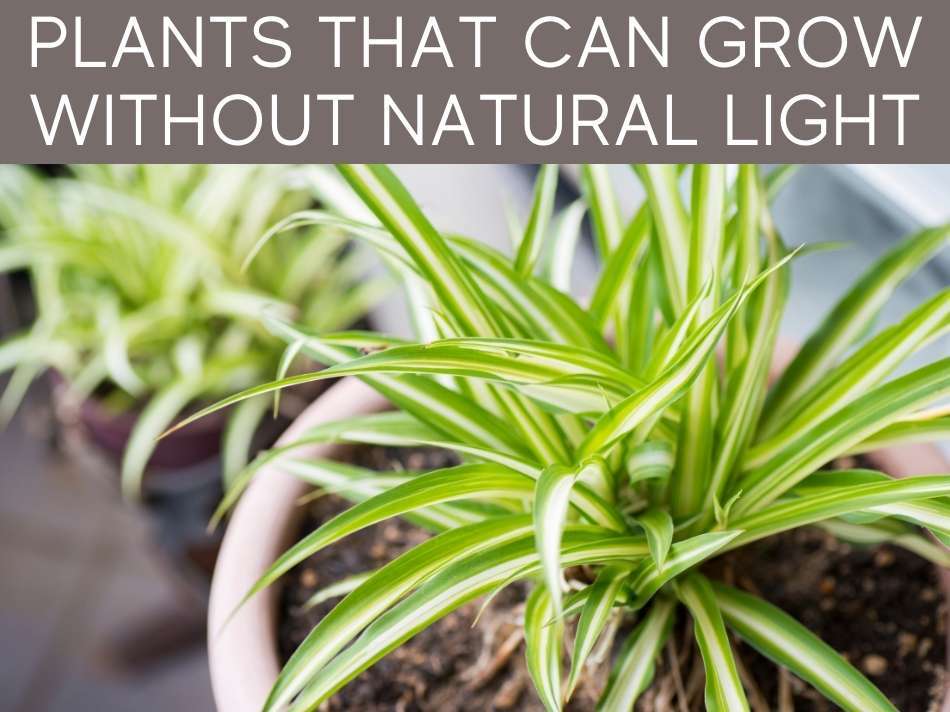 Plants That Can Grow Without Natural Light