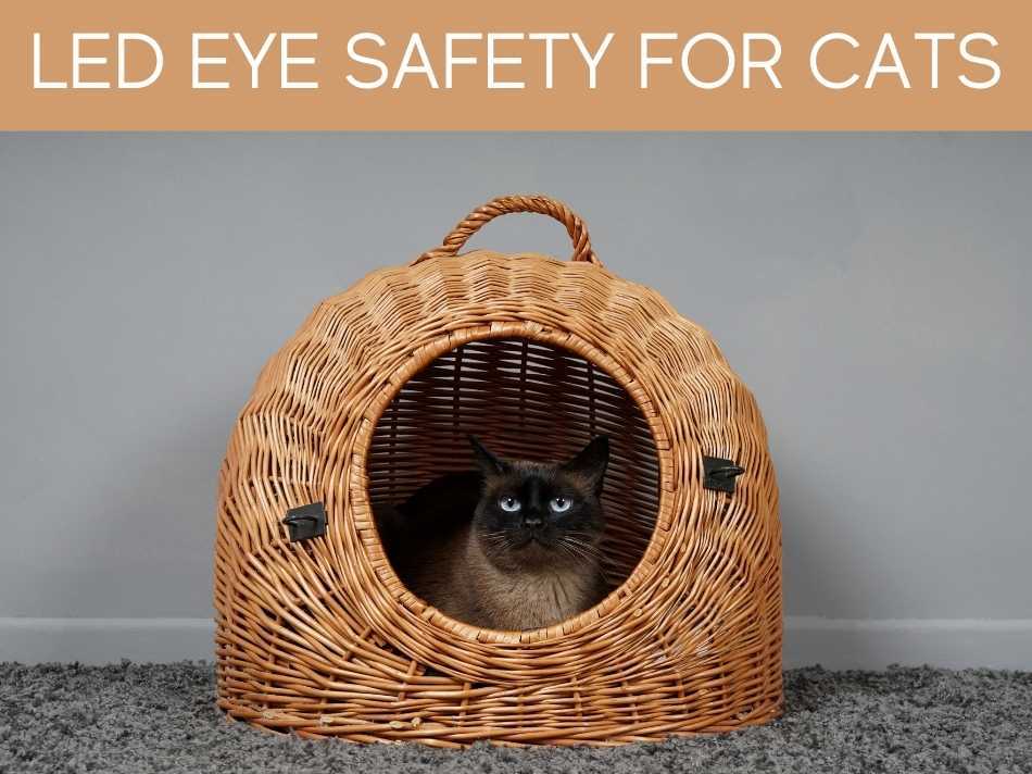 LED Eye Safety For Cats