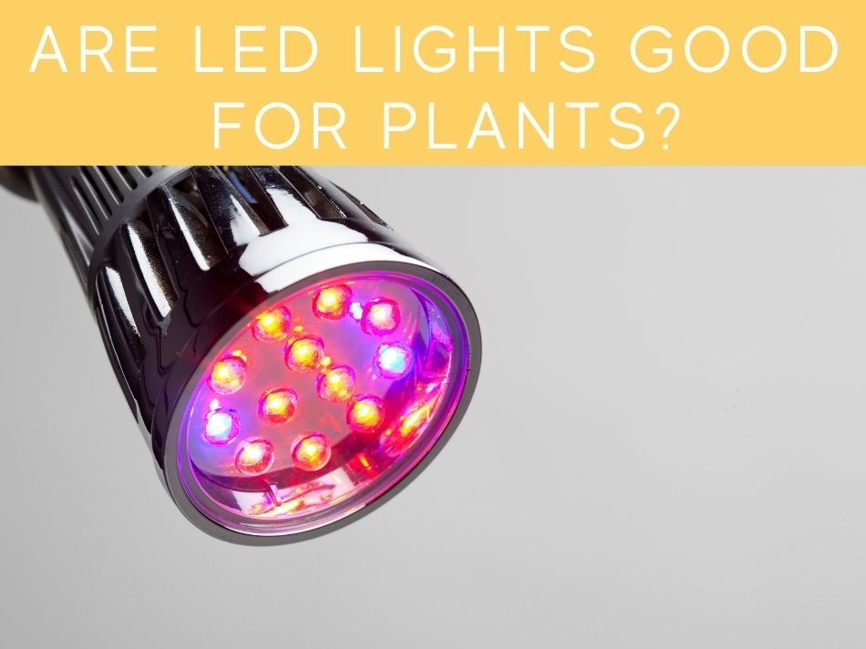 Are LED Lights Good For Plants?