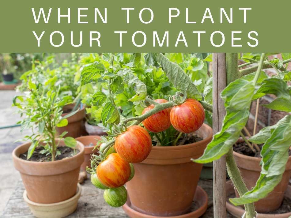 When To Plant Your Tomatoes