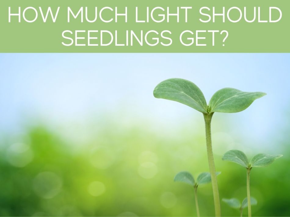 How Much Light Should Seedlings Get?