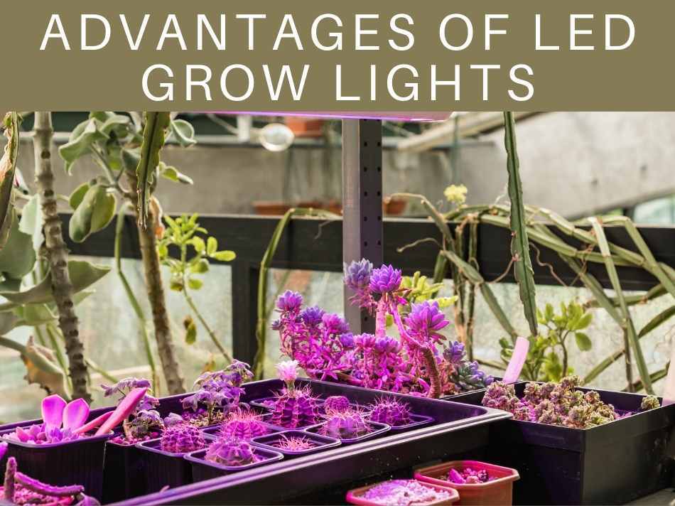 Advantages Of LED Grow Lights