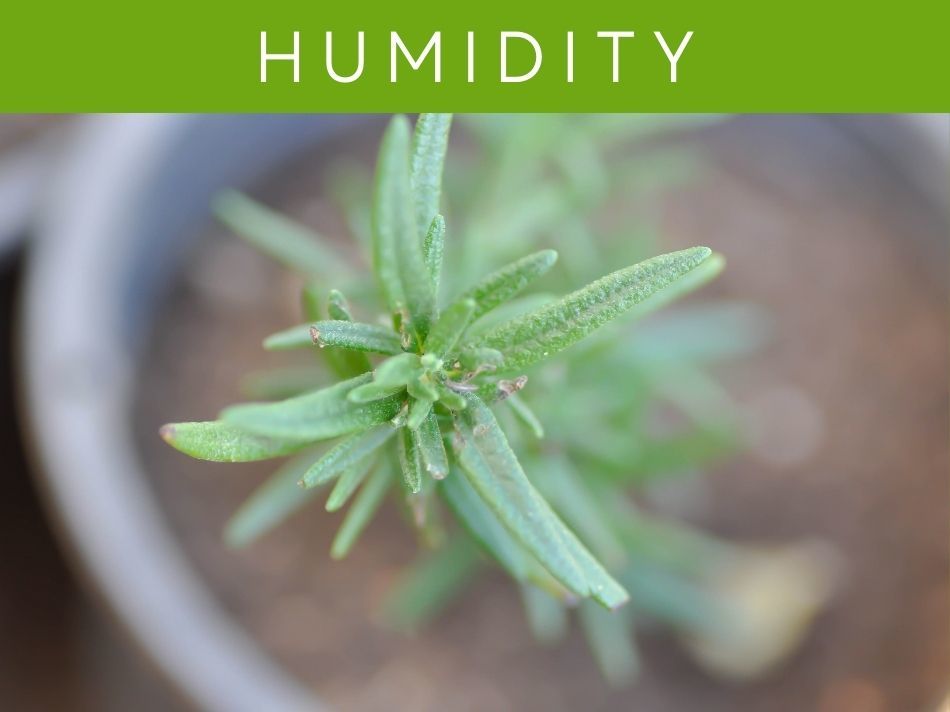 Humidity