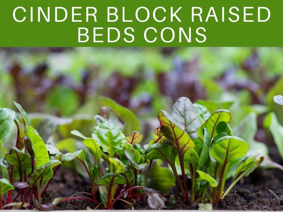 Cinder Block Raised Beds Cons