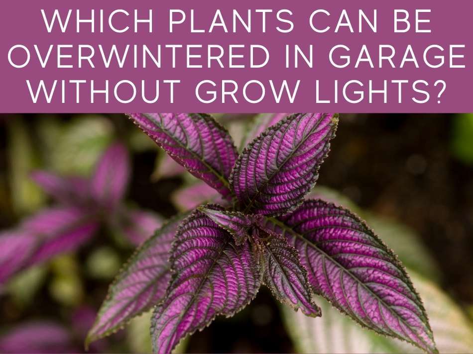 Which Plants Can Be Overwintered In Garage Without Grow Lights?