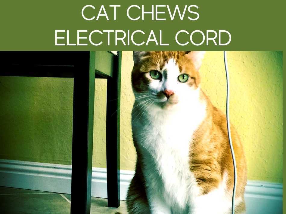 Cat Chews Electrical Cord