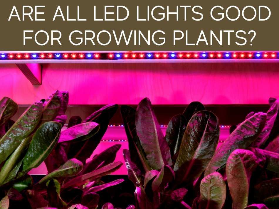 Are All LED Lights Good For Growing Plants?