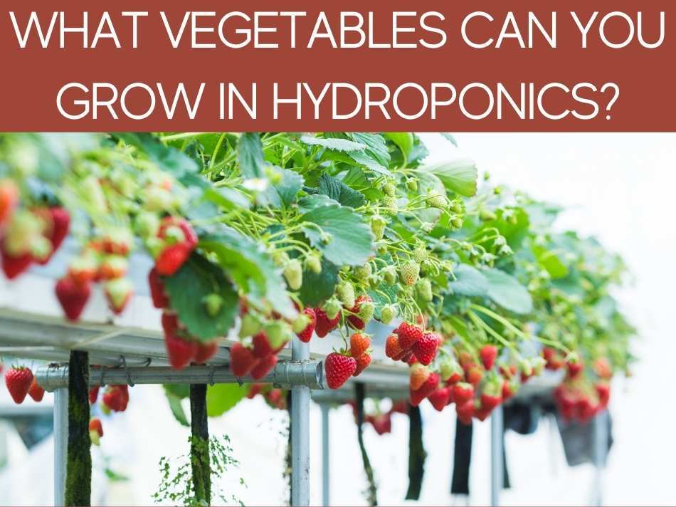 What Vegetables Can You Grow In Hydroponics?