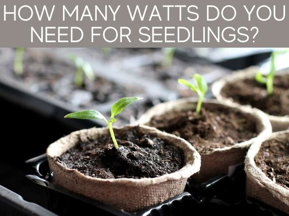 How Many Watts Do You Need For Seedlings?