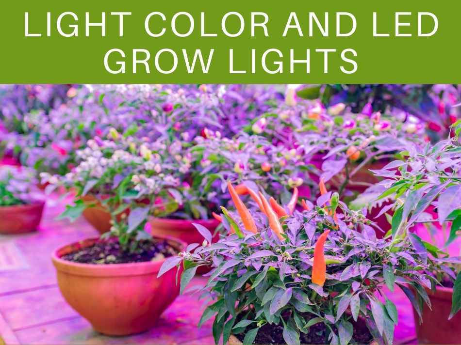 Light Color And LED Grow Lights