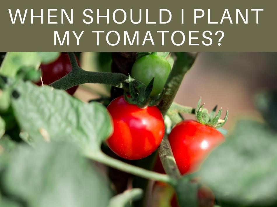 When Should I Plant My Tomatoes?