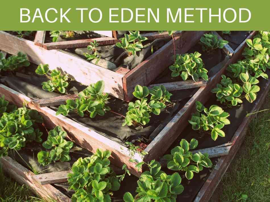 Back To Eden Method