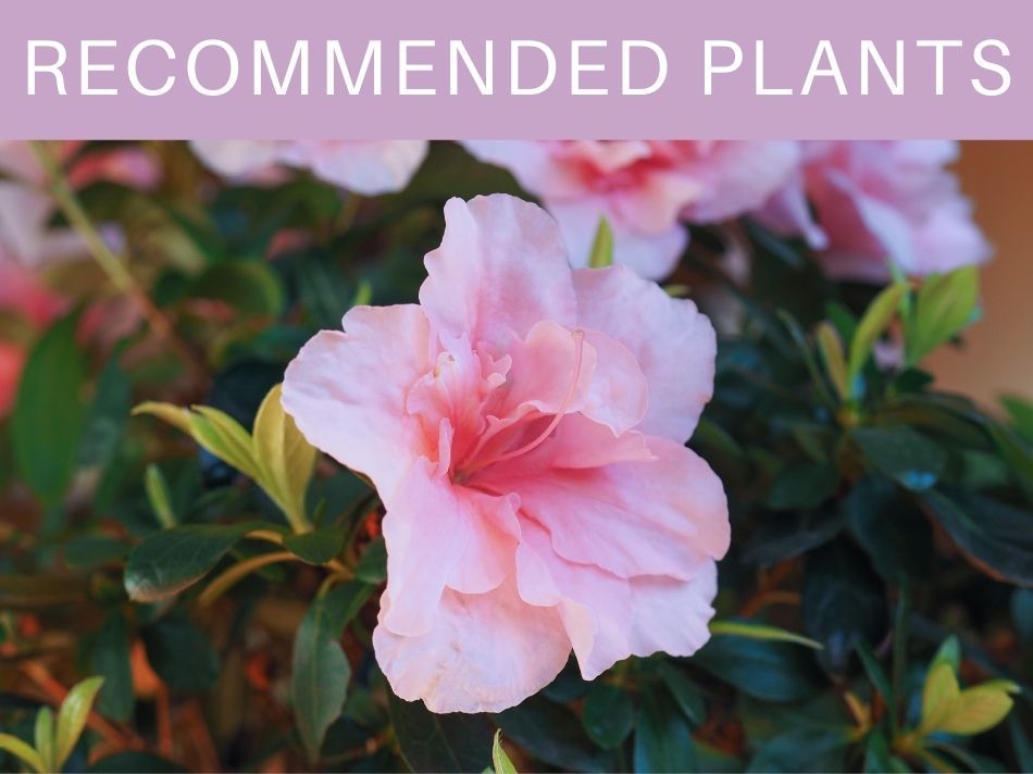 Recommended Plants