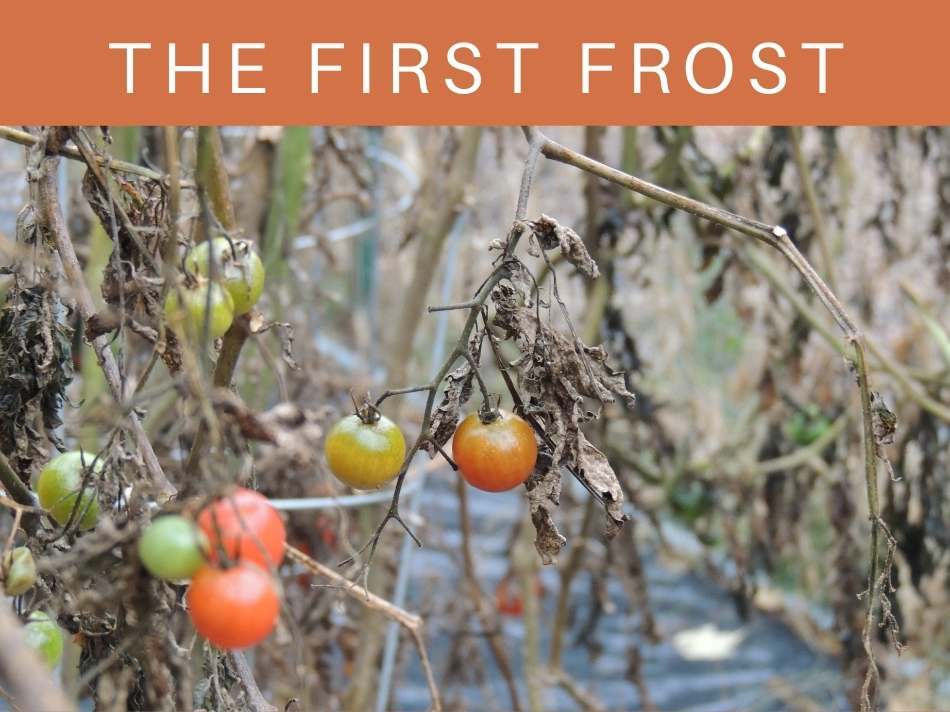 The First Frost