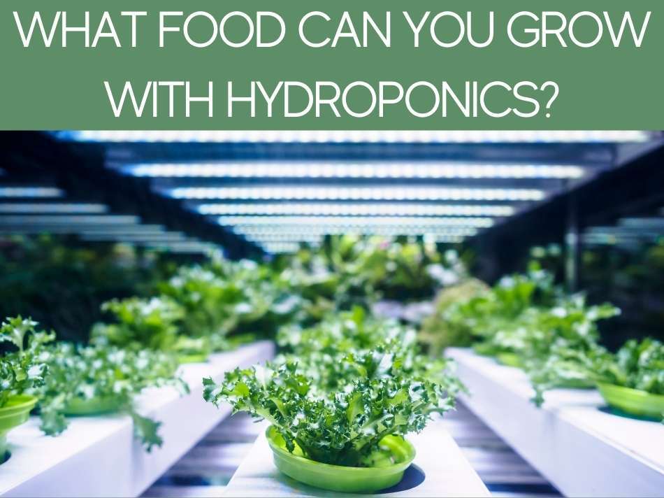 What Food Can You Grow With Hydroponics?