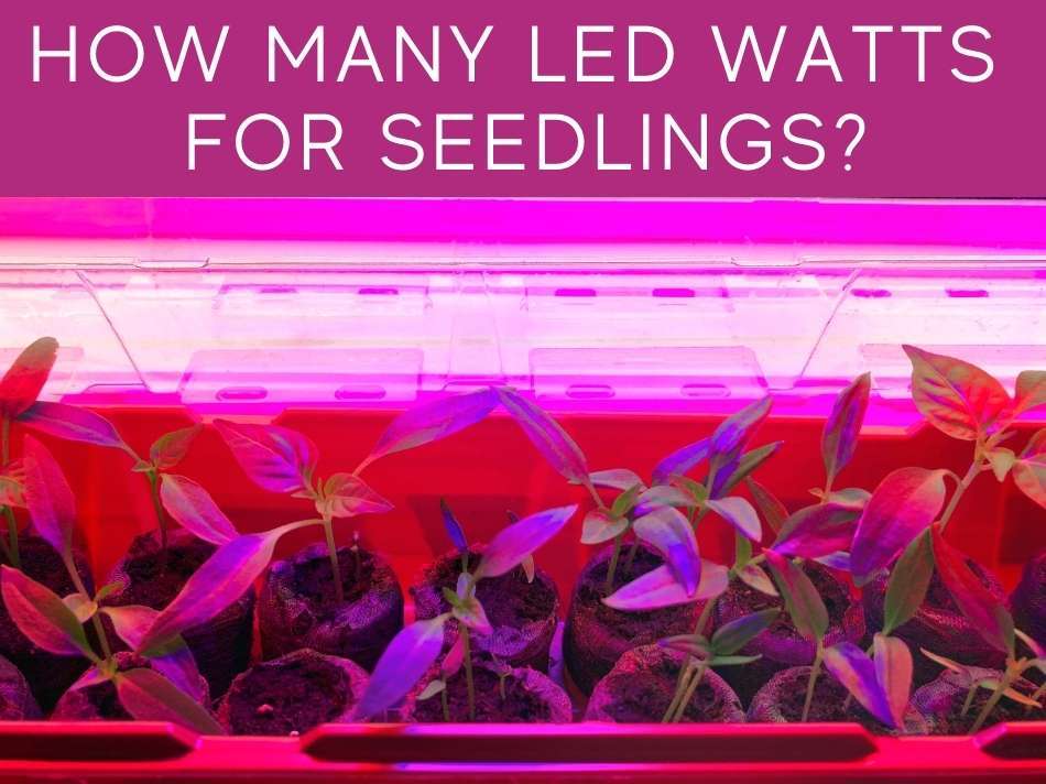 How Many LED Watts For Seedlings