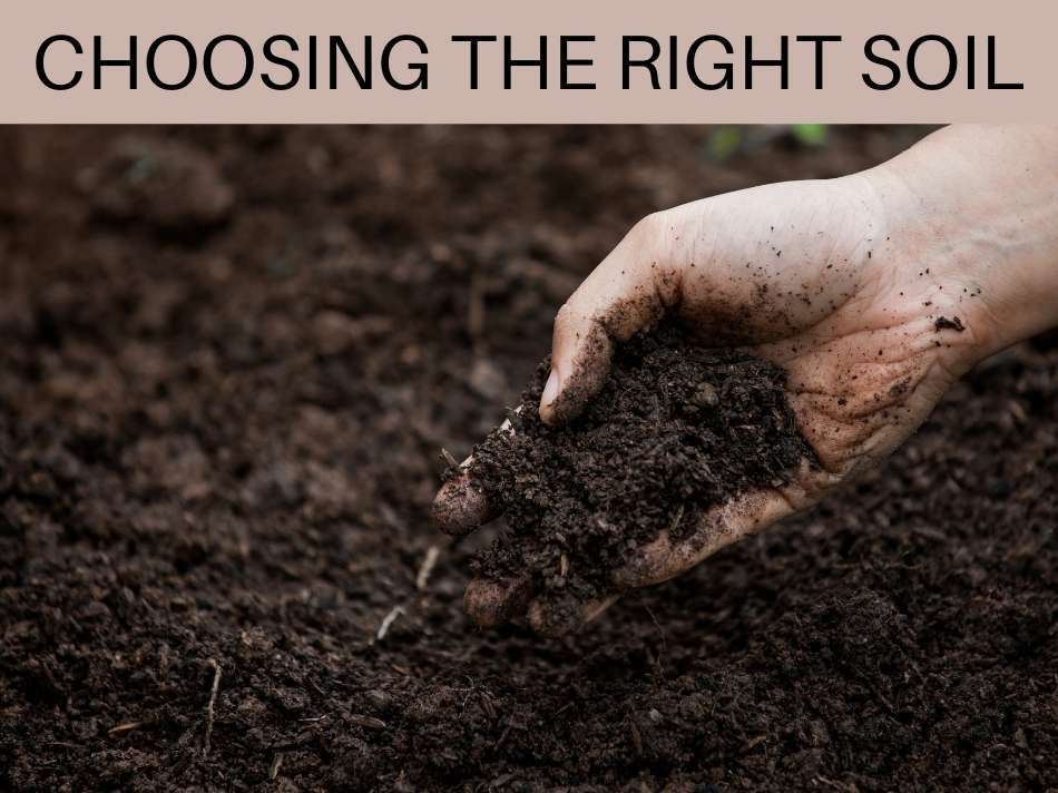 Choosing The Right Soil