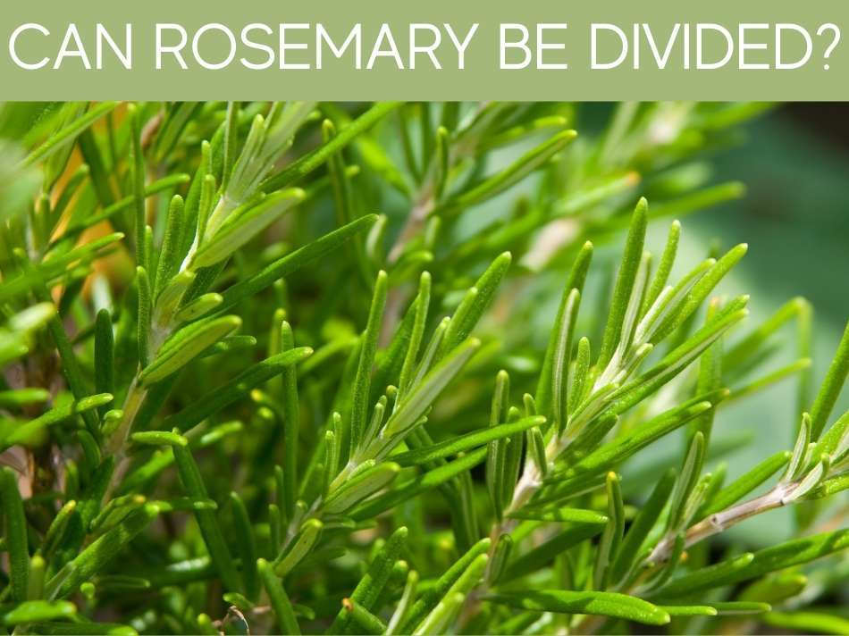 Can Rosemary Be Divided?