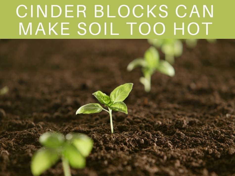 Cinder Blocks Can Make Soil Too Hot