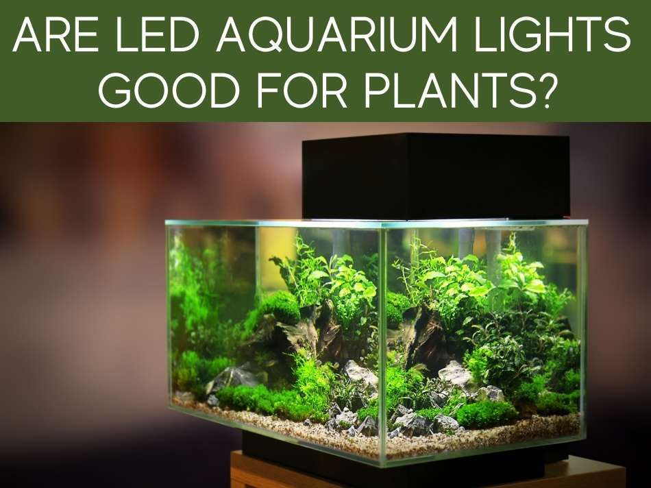 Are LED Aquarium Lights Good For Plants?