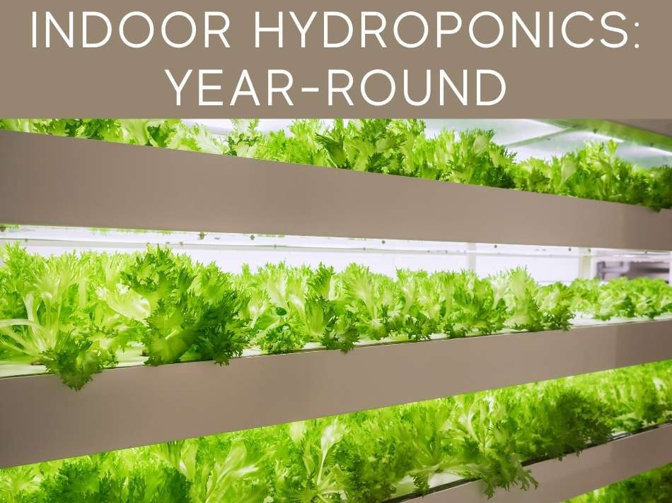 Indoor Hydroponics: Year-Round