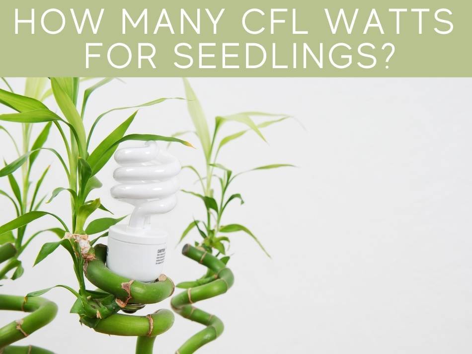 How Many CFL Watts For Seedlings?