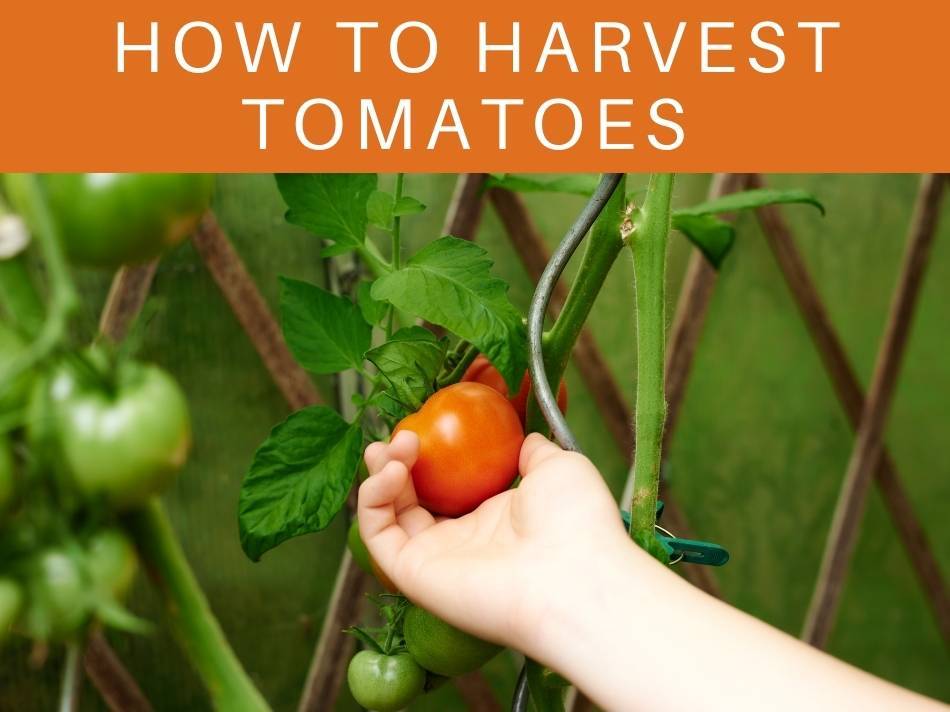 How To Harvest Tomatoes