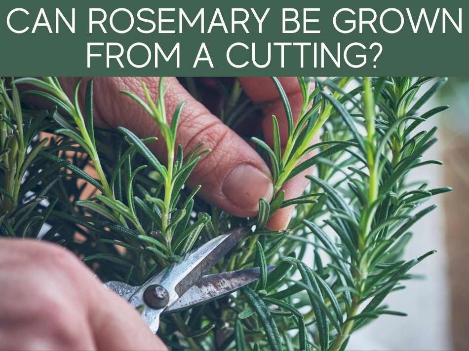 Can Rosemary Be Grown From A Cutting?