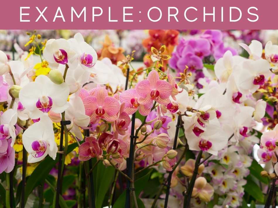 Example: Orchids