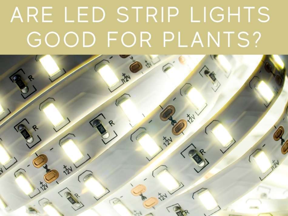 Are LED Strip Lights Good For Plants?