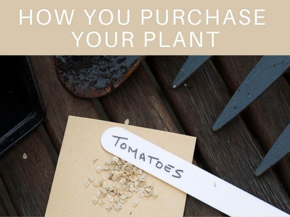 How You Purchase Your Plant