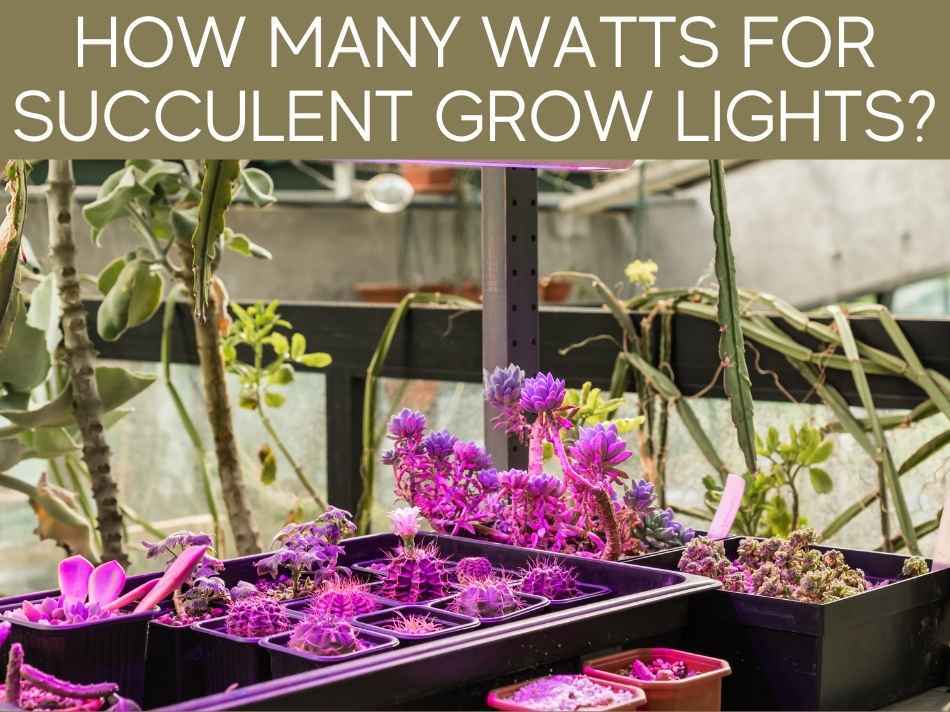 How Many Watts For Succulent Grow Lights?