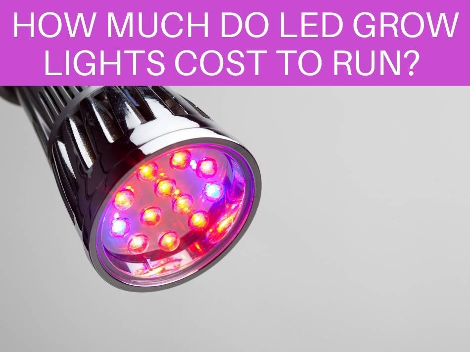 How Much Do LED Grow Lights Cost To Run?